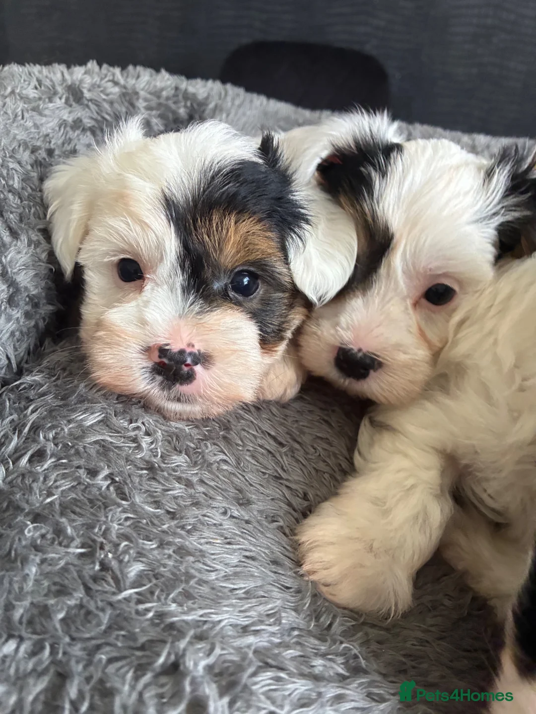 Biewer Terrier dogs for sale: Beautiful biewer terrier puppies 💙🩷 - Advert 1