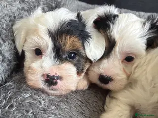 Biewer Terrier dogs Beautiful biewer terrier puppies 💙🩷 - Advert 9