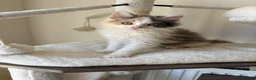 Mixed Breed cats for sale: 2 kittens male/female long hair dilute calico - Advert 4
