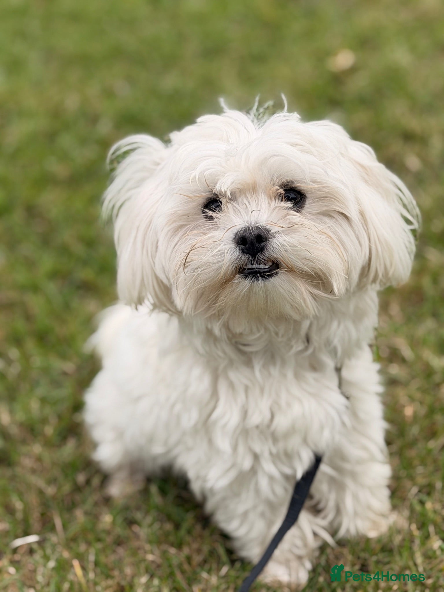 Maltese dogs Two Beautiful Bichon Maltese Brothers  - Advert 10