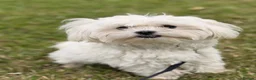 Maltese dogs for sale: Two Beautiful Bichon Maltese Brothers  - Advert 1