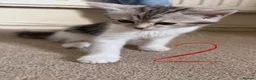 Mixed Breed cats for sale: Absolutely beautiful kittens, bengal crossbred - Advert 7