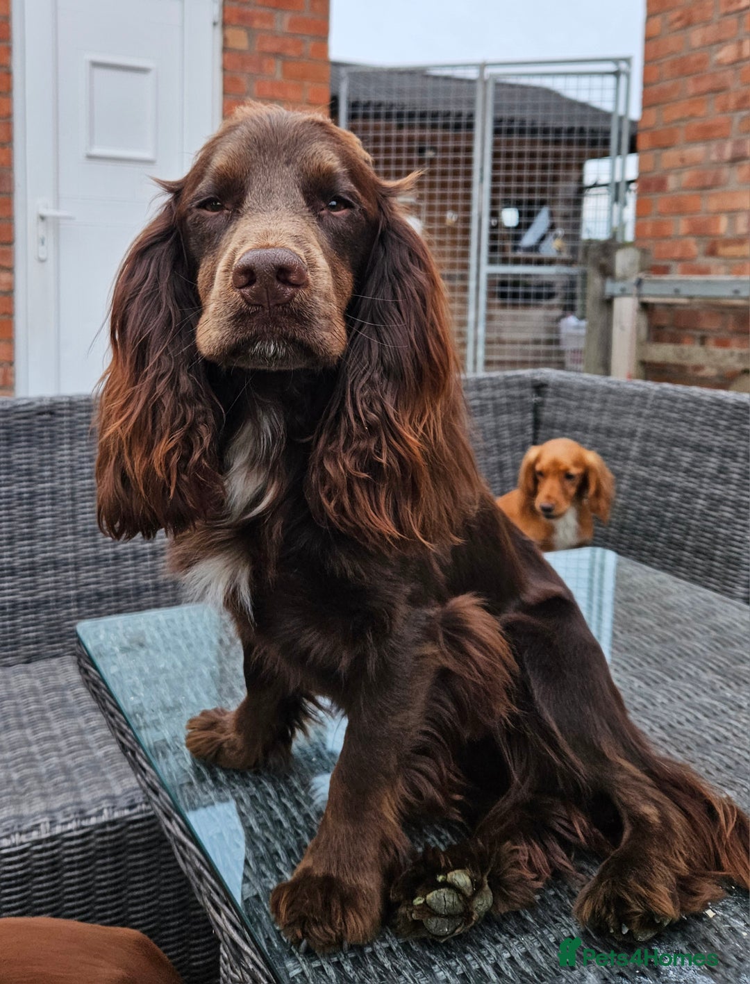 Cocker Spaniel dogs for sale: Working Cocker Spaniel Puppies  - Image 16