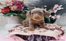 Miniature Dachshund dogs for sale: SPECTACULAR MINIATURE DACHSHUND PUPPIES - Image 3