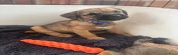 Border Terrier dogs for sale: KC Border Terrier Puppies - Advert 14
