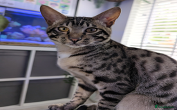 Savannah cats for sale: Savannah Cat Kitten Male - Image 3
