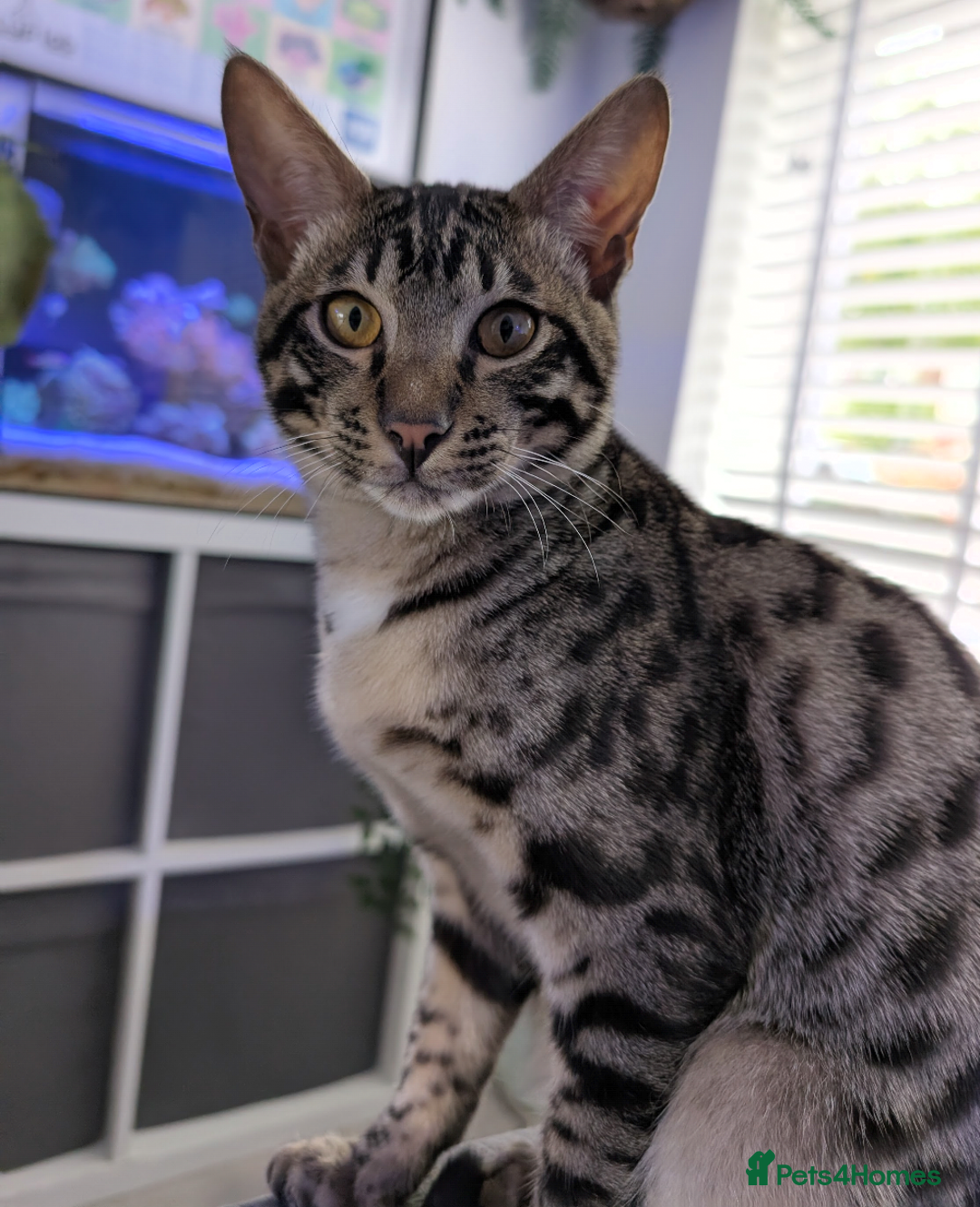 Savannah cats for sale: Savannah Cat Kitten Male - Image 3