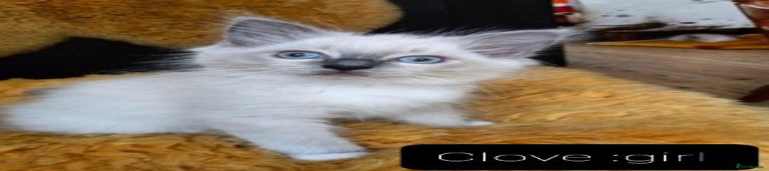 Ragdoll Kitten 6