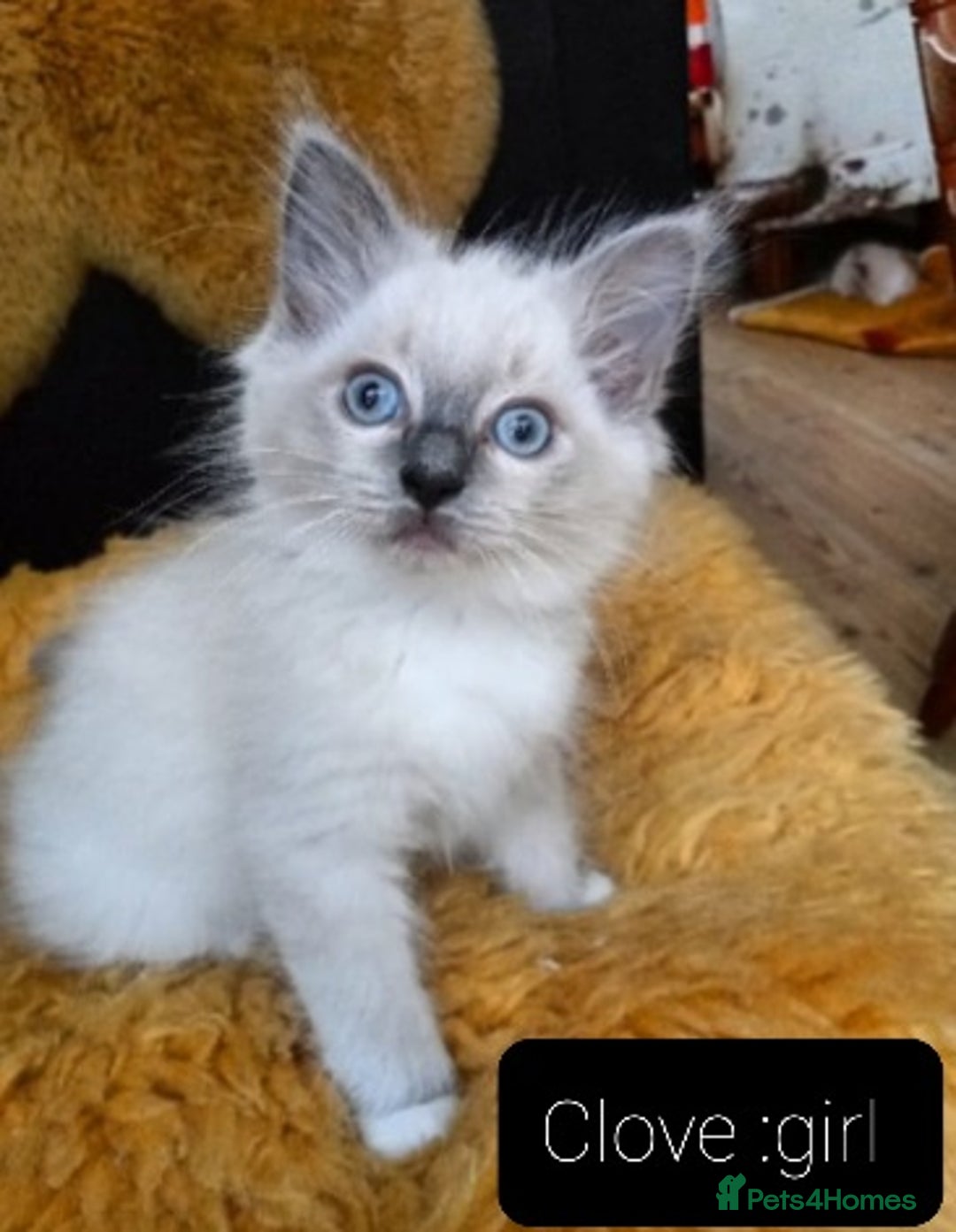 Ragdoll cats for sale: Maincoon ×Ragdoll (Ragcoon) kittens  - Image 11