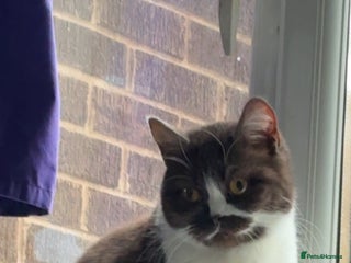 British Shorthair cats Britishshort hair - Advert 5