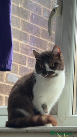 British Shorthair cats Britishshort hair - Advert 8