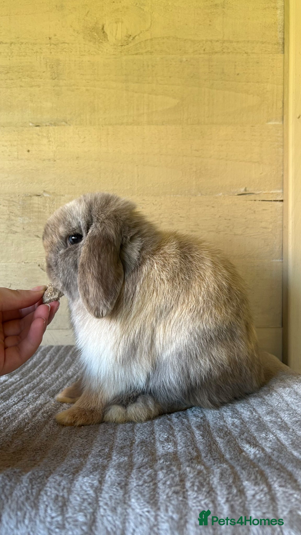 Mini Lop rabbits Chocolate Harli Minilop Buck - Advert 1