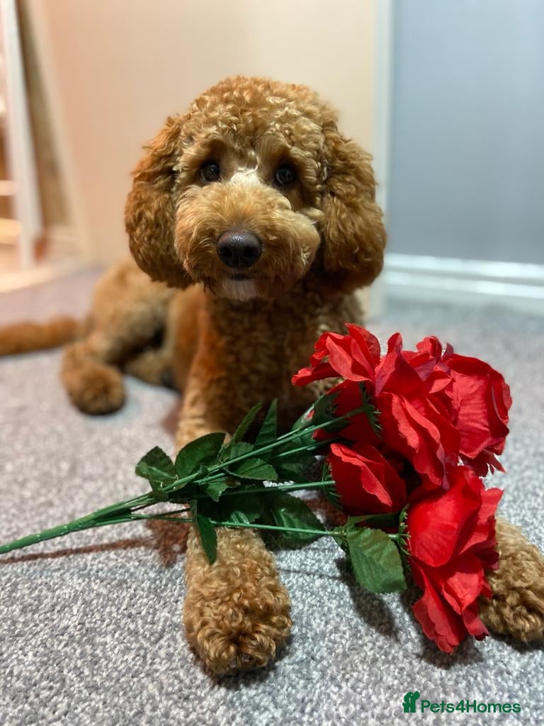 Miniature Poodle dogs KC Fox Red Fully Health Tested Miniature Poodle in Wirral - Advert 4