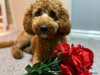 Miniature Poodle dogs KC Fox Red Fully Health Tested Miniature Poodle in Wirral - Advert 19