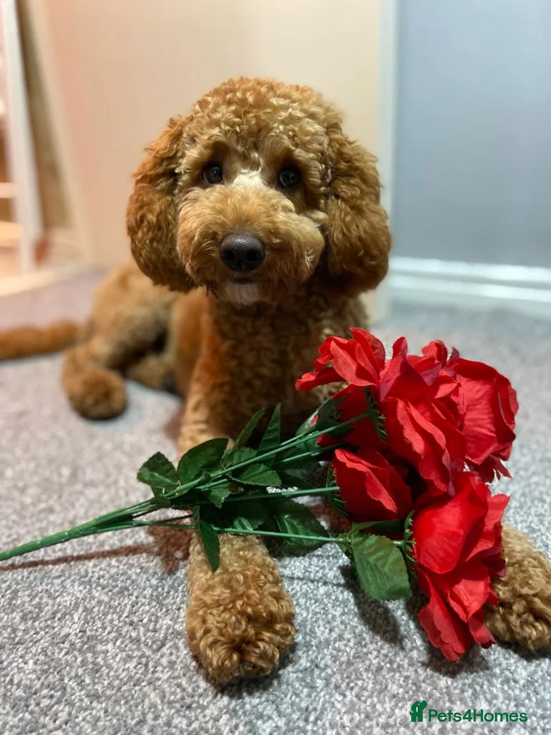 Miniature Poodle dogs for stud: KC Fox Red Fully Health Tested Miniature Poodle in Wirral - Advert 1