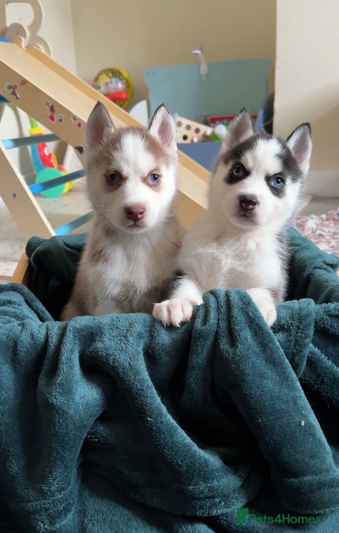 Siberian Husky dogs Epic Blue Eyed Husky Puppies – Imported Parents - Advert 17