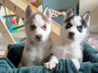Siberian Husky dogs Epic Blue Eyed Husky Puppies – Imported Parents - Advert 17