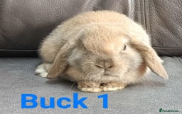 Mini Lop rabbits for sale: 🐰Beautiful mixed litter of Plush x Mini Lop kits - Image 8
