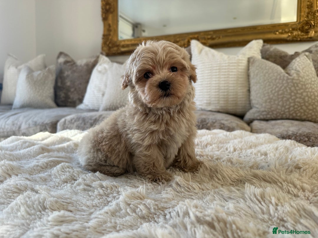 Maltipoo dogs for sale: 👑✨ F1 TOY MALTIPOO PUPS✨👑 - Advert 4