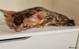 Bengal cats for sale: Stunning Glittered Pedigree Benga kittens  - Image 26
