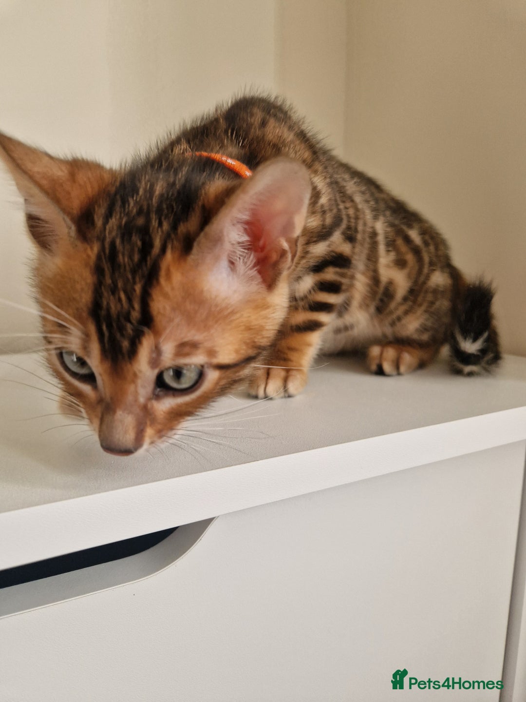 Bengal cats for sale: Stunning Glittered Pedigree Benga kittens  - Image 26