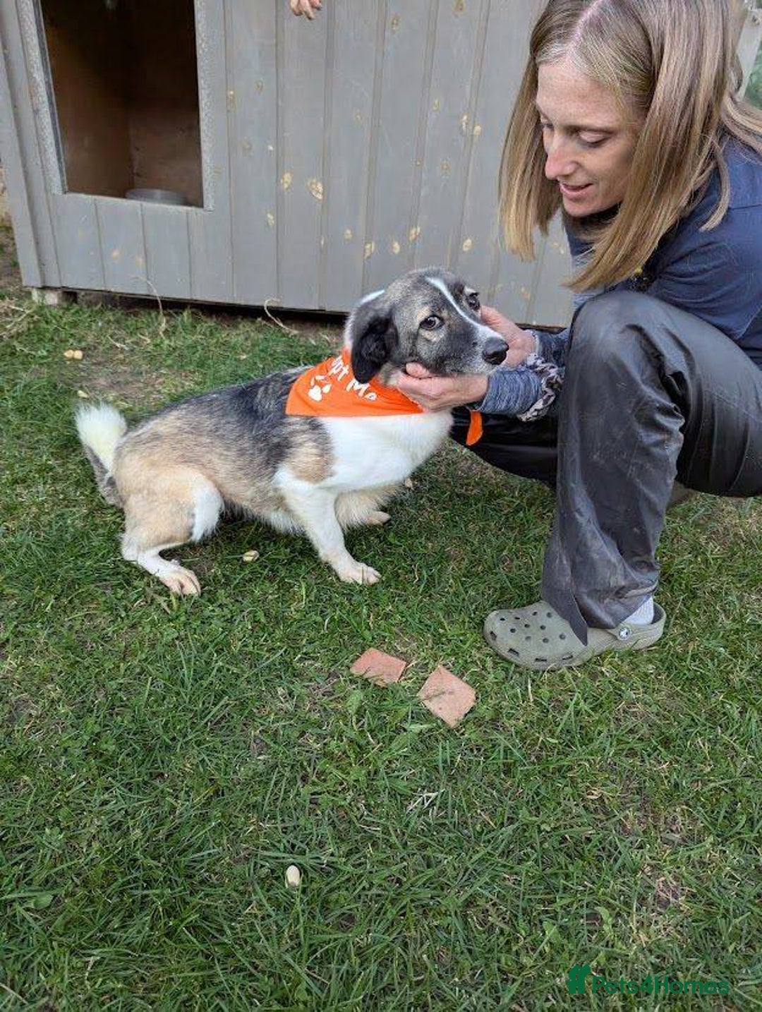 Mixed Breed dogs for adoption: Kiki for adoption - Advert 5