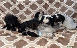 Cocker Spaniel dogs for sale: Cocker spaniel puppy’s - Image 3