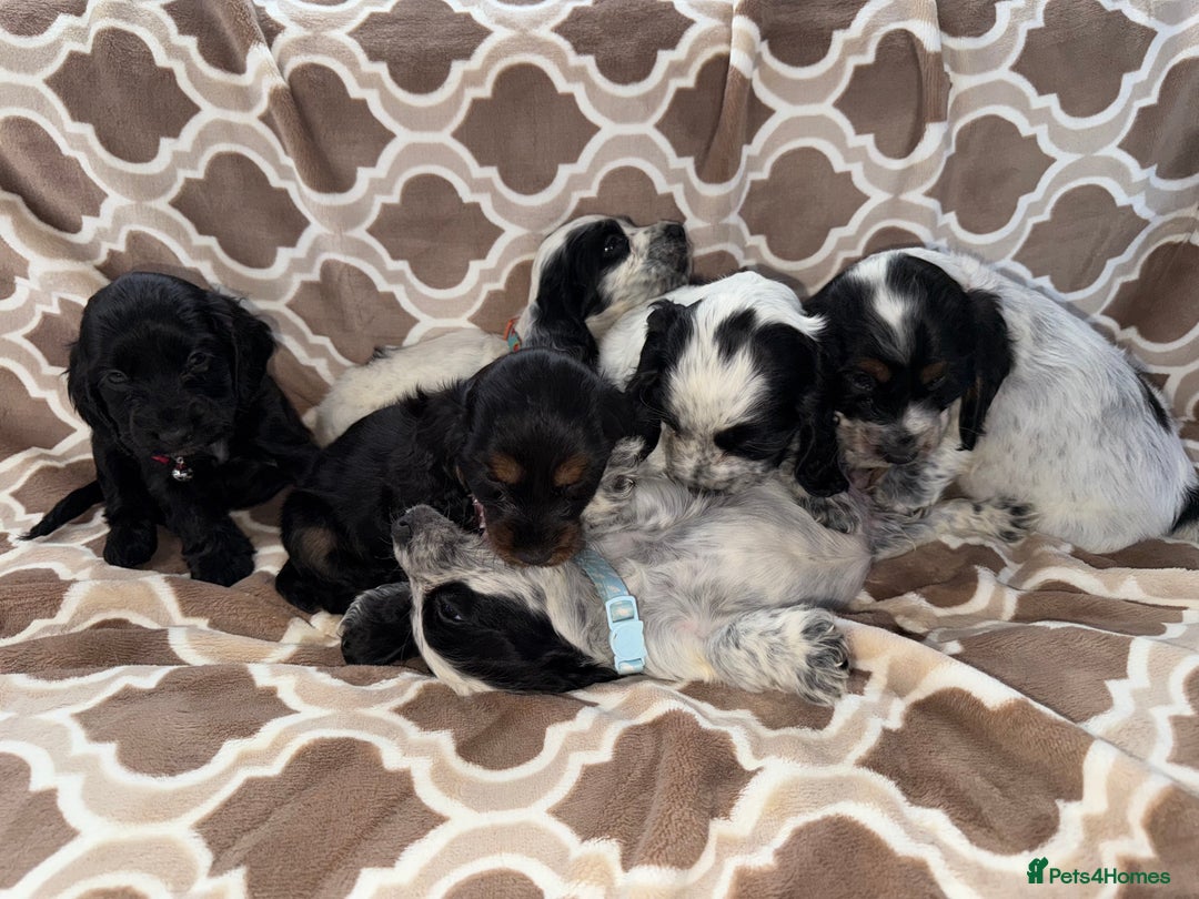 Cocker Spaniel dogs for sale: Cocker spaniel puppy’s - Image 3