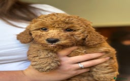 Poochon dogs for sale: 2 female poochon puppies - Image 7