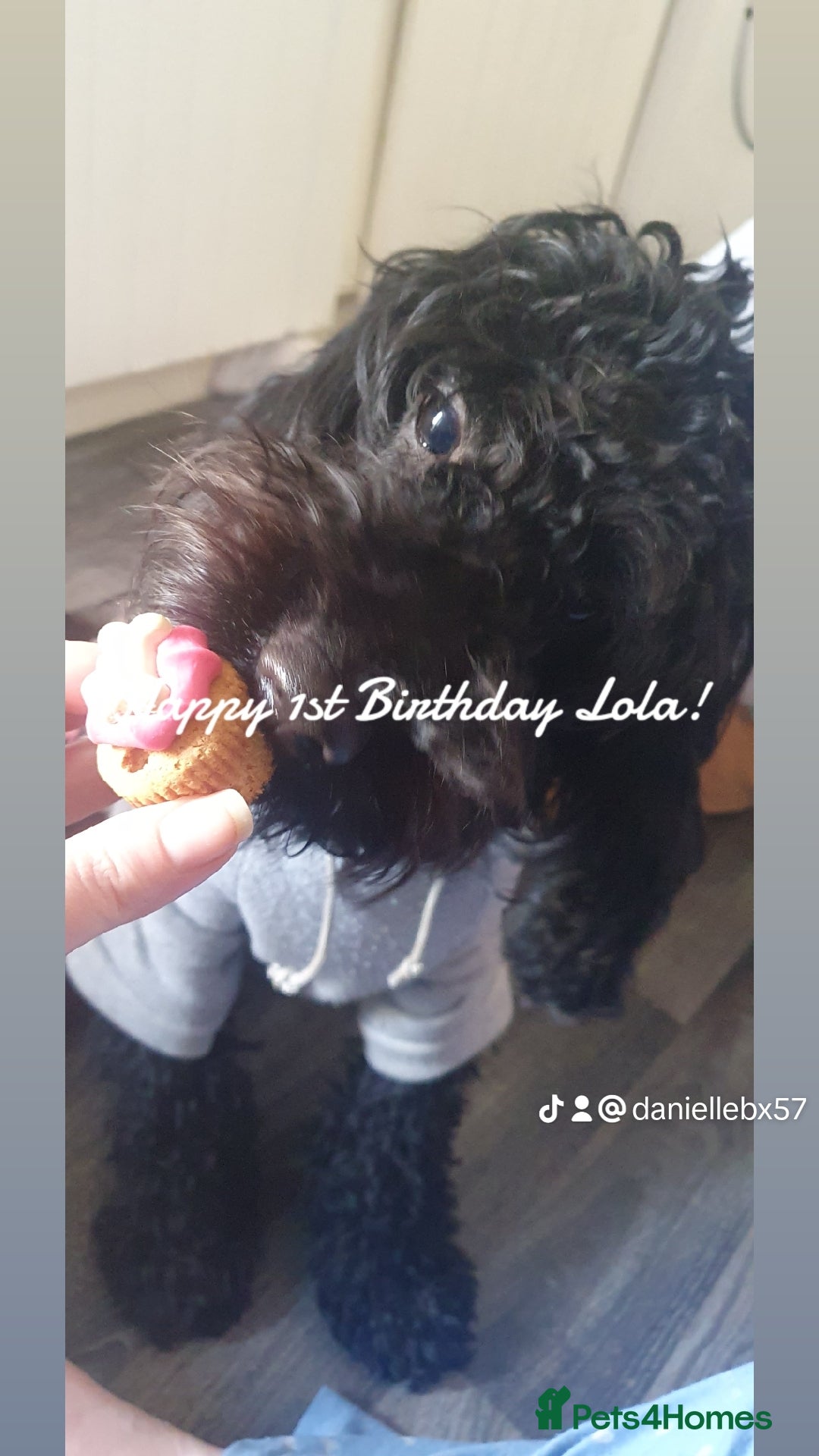 Cockapoo dogs for sale: 3 year old cockapoo bitch - Advert 3