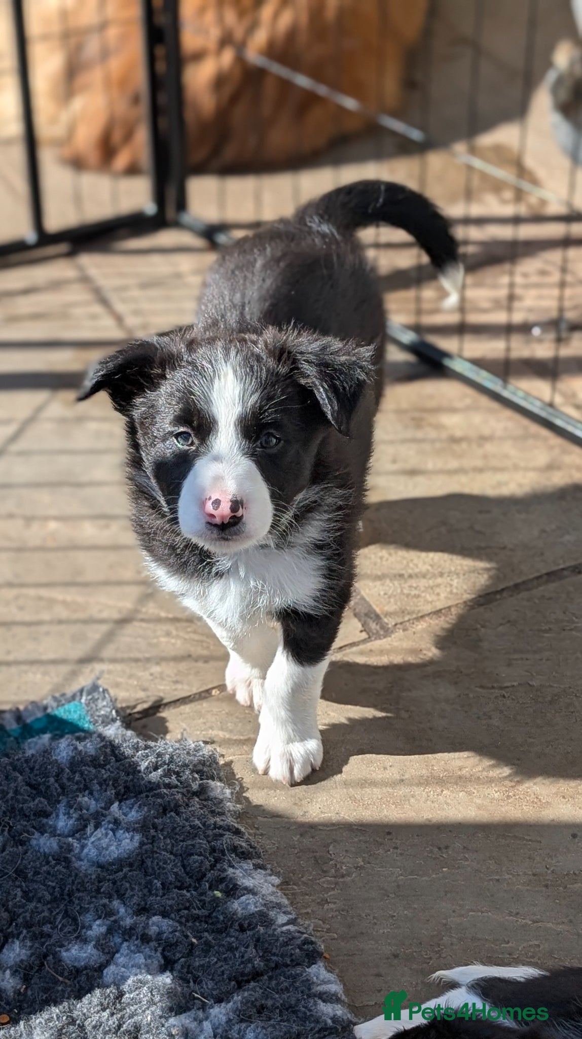 Border Collie dogs If you're looking for trouble....he's here! - Advert 2