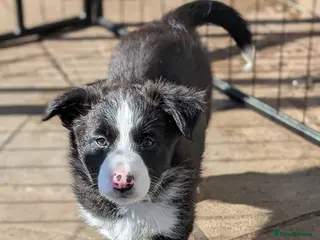 Border Collie dogs If you're looking for trouble....he's here! - Advert 16