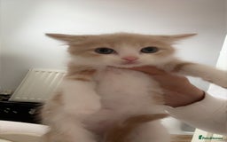 Domestic Shorthair cats for sale: Five beautiful blue eyed domestic kittens - Image 5
