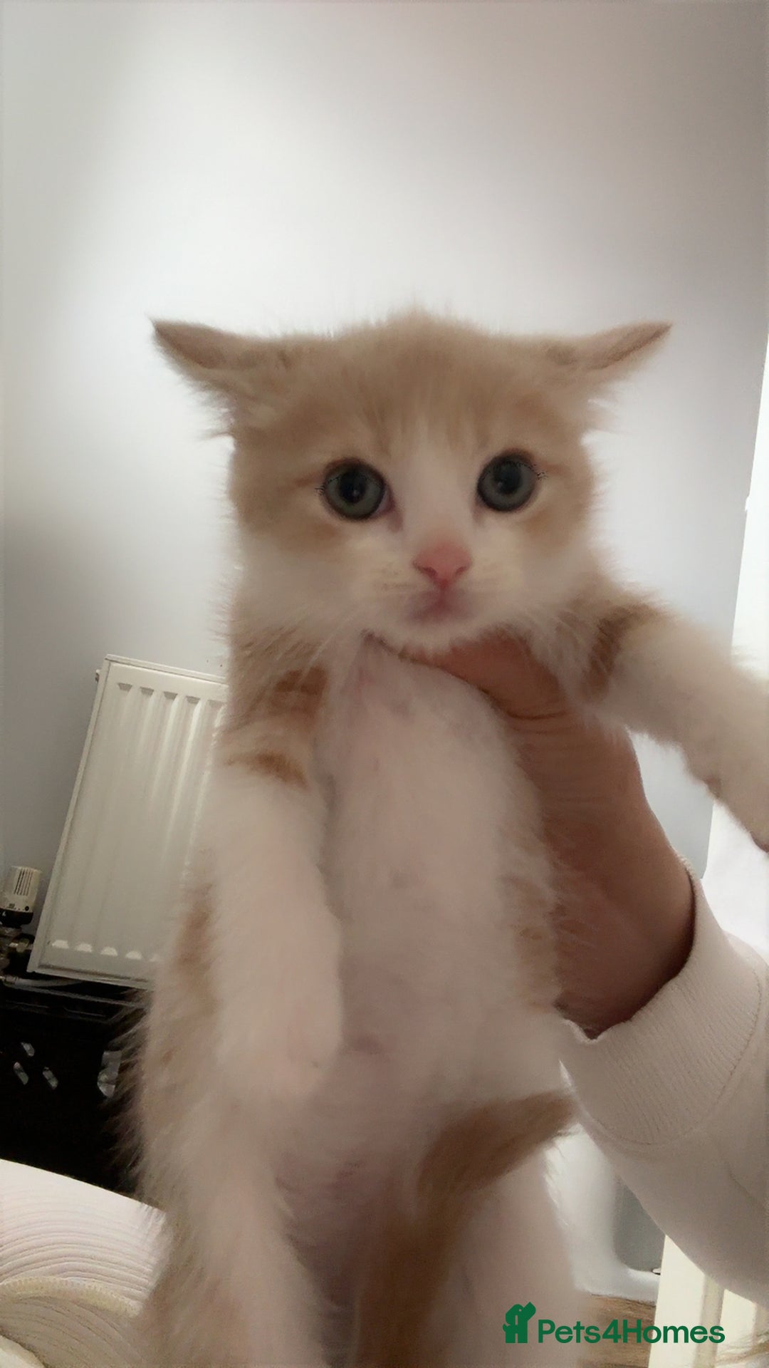 Domestic Shorthair cats for sale: Five beautiful blue eyed domestic kittens - Image 5