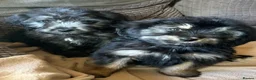 Mixed Breed dogs for sale: Beautiful cockerpoo cross puppies  - Advert 1