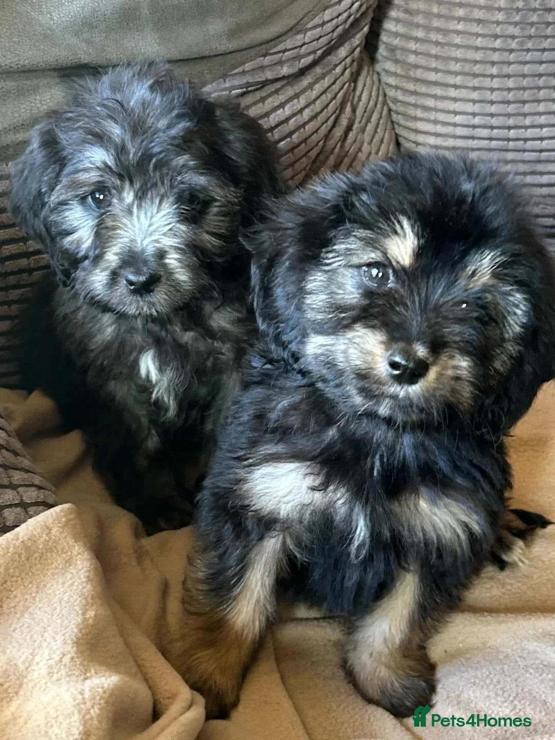 Mixed Breed dogs for sale: Beautiful cockerpoo cross puppies  - Advert 1