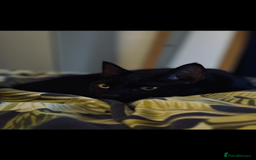 Mixed Breed cats for sale: Kitten In Need of New Home - Image 3