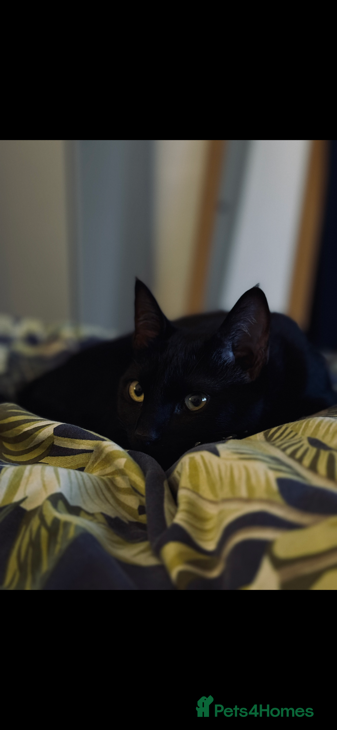 Mixed Breed cats for sale: Kitten In Need of New Home - Image 3