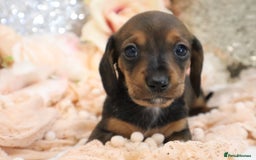 Miniature Dachshund dogs for sale: KC Registered Miniature Dachshund Puppies - Image 11