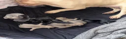 Frug dogs for sale: Stunning litter of 8 little FRUG boys  - Advert 3