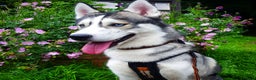 Siberian Husky dogs for stud: DANAMELI TITAN KING - Proven Health Tested Stud in Glasgow - Advert 5
