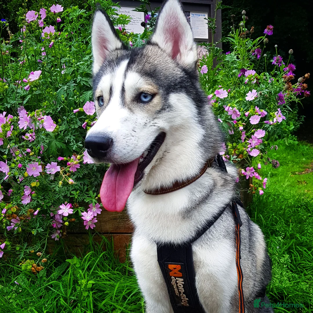 Siberian Husky dogs for stud: DANAMELI TITAN KING - Proven Health Tested Stud in Glasgow - Advert 5