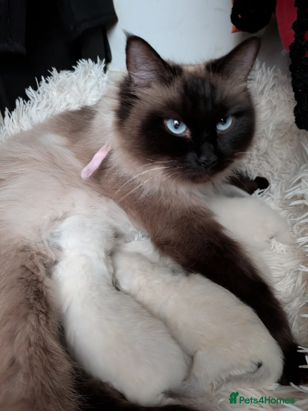 Ragdoll cats for sale: Ragdoll kittens  - Advert 1