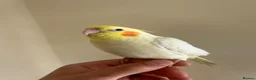 Cockatiels birds for sale: Hand reared cockatiels  in Swanage - Advert 2