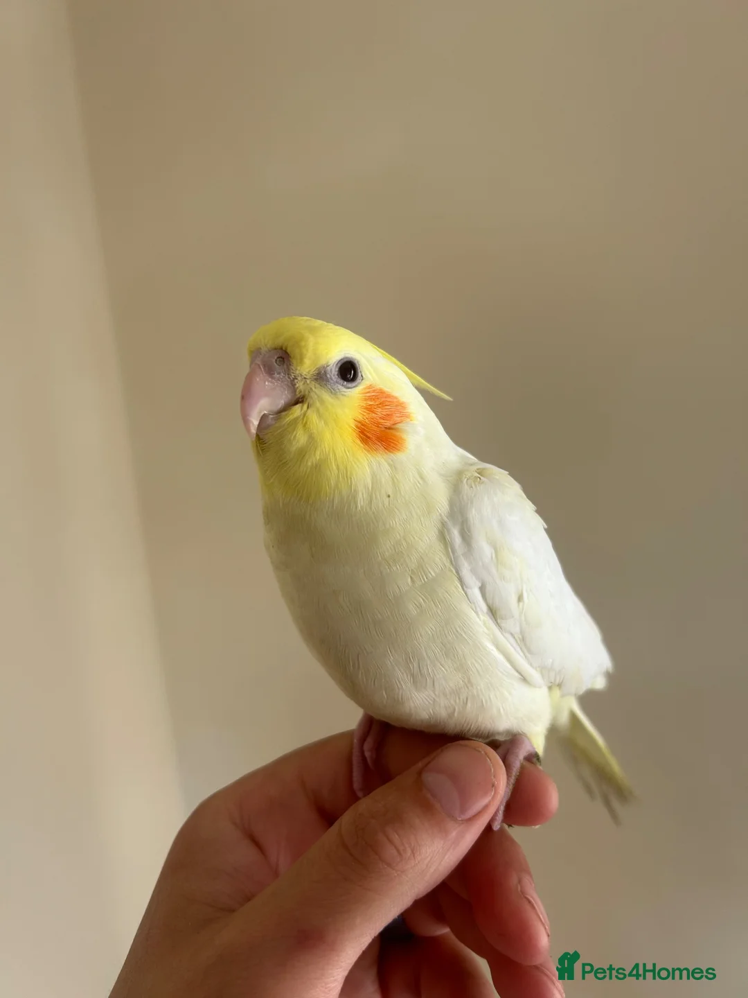 Cockatiels birds for sale: Hand reared cockatiels  in Swanage - Advert 2