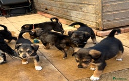 Mixed Breed dogs for sale: Sprollie x husky puppies  - Image 27