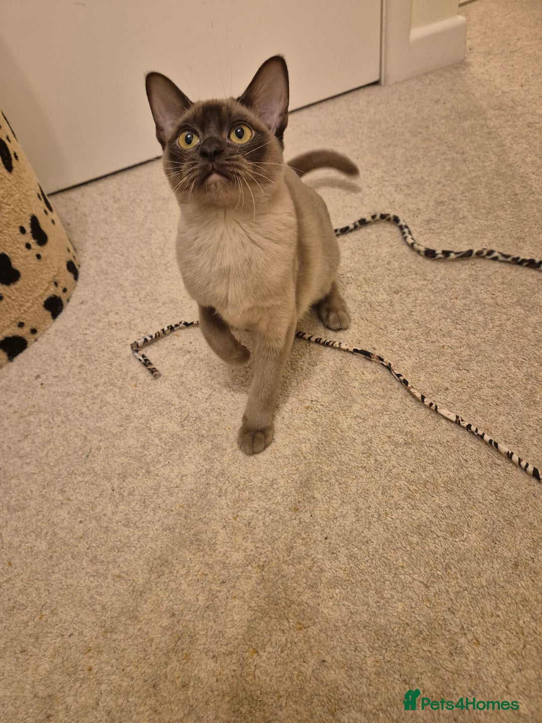Burmese cats for sale: Pedigree Chocolate Female Burmese Kitten - Advert 1