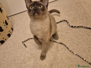 Burmese cats Pedigree Chocolate Female Burmese Kitten - Advert 3