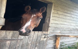 English Thoroughbred horses for sale: Super safe and easy mare  - Image 7