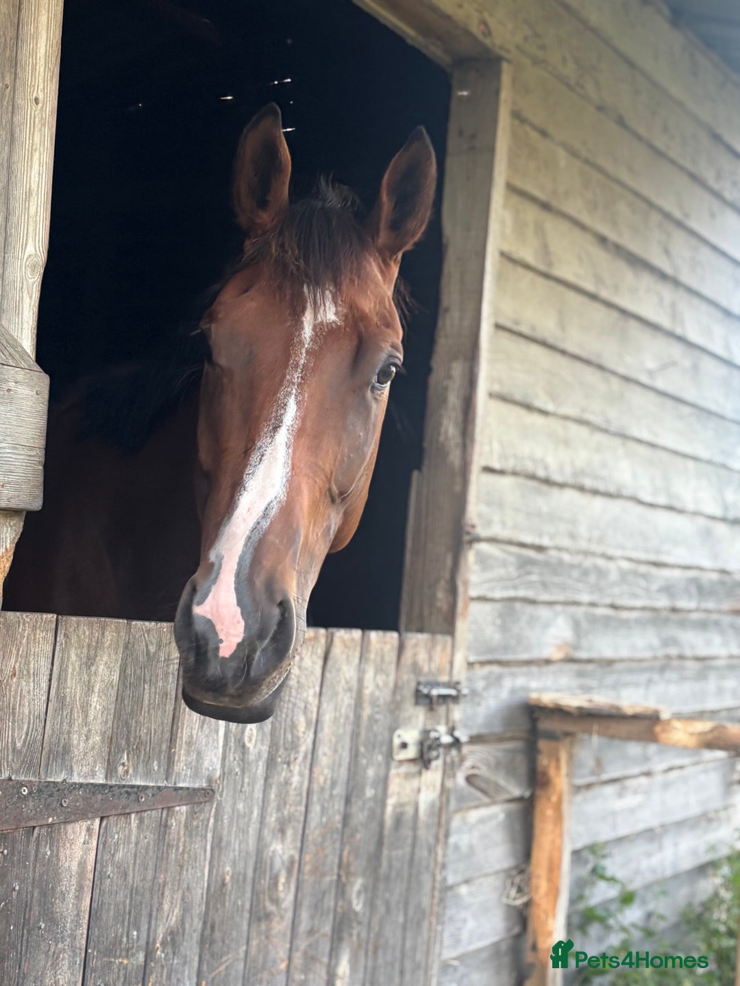 English Thoroughbred horses for sale: Super safe and easy mare  - Image 7